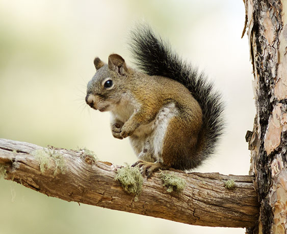 Red Squirrels Arizona chickaree squirrel Tamiasciurus hudsonicus mogollonensis