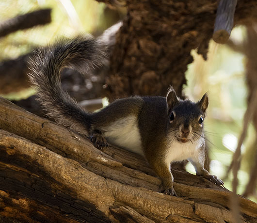 Red Squirrels Arizona chickaree squirrel Tamiasciurus hudsonicus mogollonensis