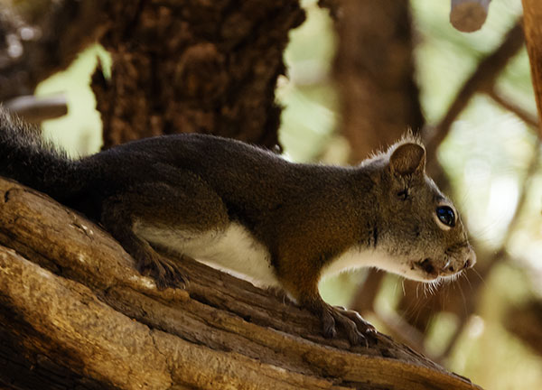 Red Squirrels Arizona chickaree squirrel Tamiasciurus hudsonicus mogollonensis