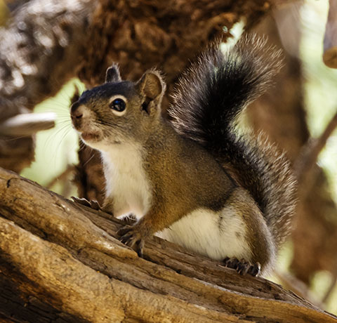 Red Squirrels Arizona chickaree squirrel Tamiasciurus hudsonicus mogollonensis