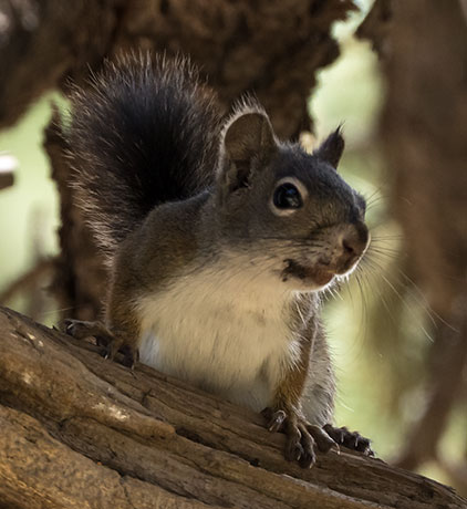 Red Squirrels Arizona chickaree squirrel Tamiasciurus hudsonicus mogollonensis