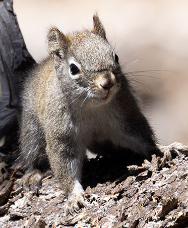Red Squirrels Arizona chickaree squirrel Tamiasciurus hudsonicus mogollonensis