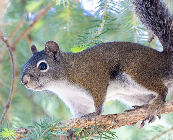 Red Squirrels Arizona chickaree squirrel Tamiasciurus hudsonicus mogollonensis