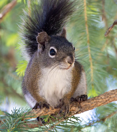 Red Squirrels Arizona chickaree squirrel Tamiasciurus hudsonicus mogollonensis