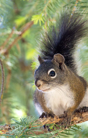 Red Squirrels Arizona chickaree squirrel Tamiasciurus hudsonicus mogollonensis