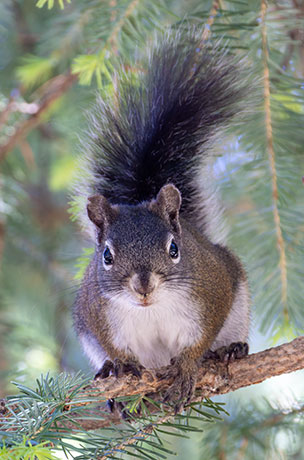 Red Squirrels Arizona chickaree squirrel Tamiasciurus hudsonicus mogollonensis