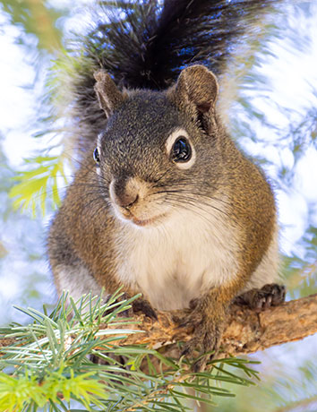 Red Squirrels Arizona chickaree squirrel Tamiasciurus hudsonicus mogollonensis