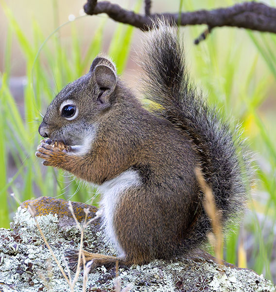 Red Squirrels Arizona chickaree squirrel Tamiasciurus hudsonicus mogollonensis
