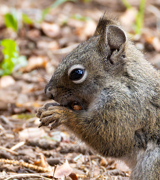 Red Squirrels Arizona chickaree squirrel Tamiasciurus hudsonicus mogollonensis