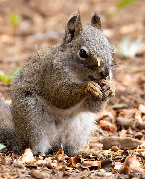 Red Squirrels Arizona chickaree squirrel Tamiasciurus hudsonicus mogollonensis