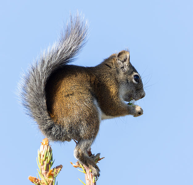 Red Squirrels Arizona chickaree squirrel Tamiasciurus hudsonicus mogollonensis