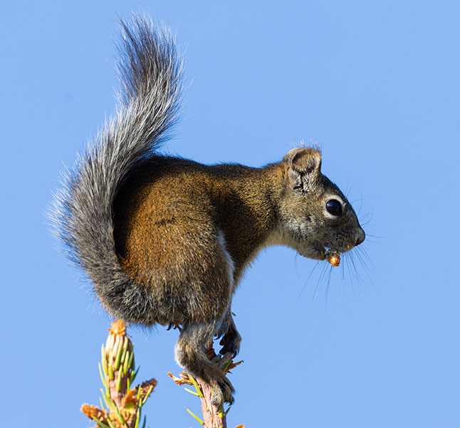 Red Squirrels Arizona chickaree squirrel Tamiasciurus hudsonicus mogollonensis