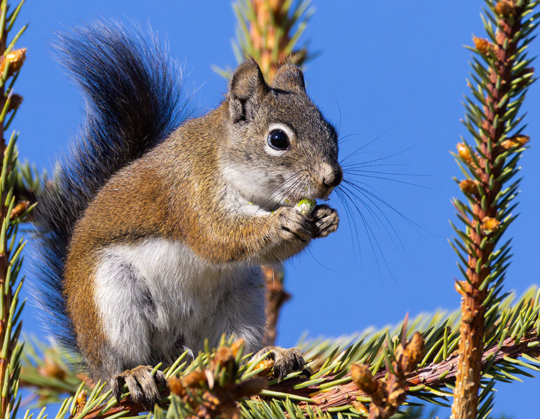 Red Squirrels Arizona chickaree squirrel Tamiasciurus hudsonicus mogollonensis