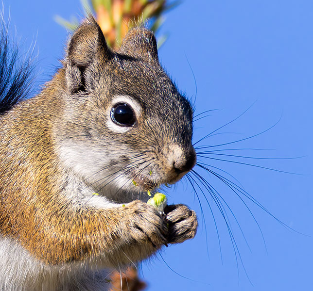 Red Squirrels Arizona chickaree squirrel Tamiasciurus hudsonicus mogollonensis