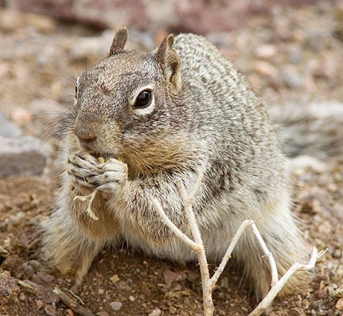 Rock Squirrel Spermophilus variegatus 