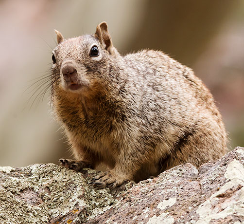 Rock Squirrel Spermophilus variegatus 