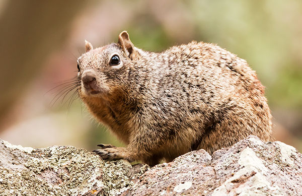 Rock Squirrel Spermophilus variegatus 