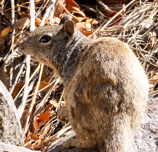 Rock Squirrel Spermophilus variegatus 