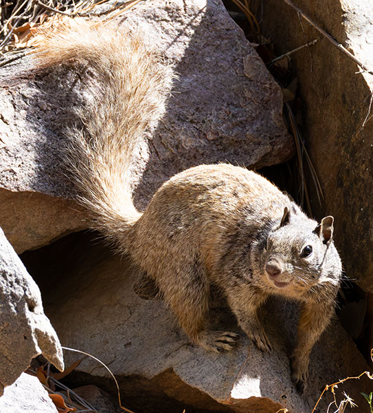 Rock Squirrel Spermophilus variegatus 