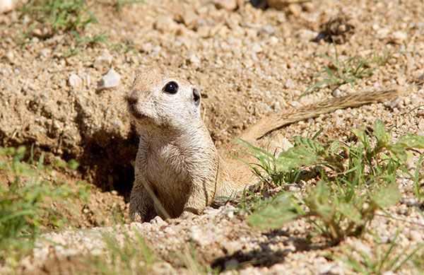 Round-tailed Ground Squirrel Spermophilus tereticaudus