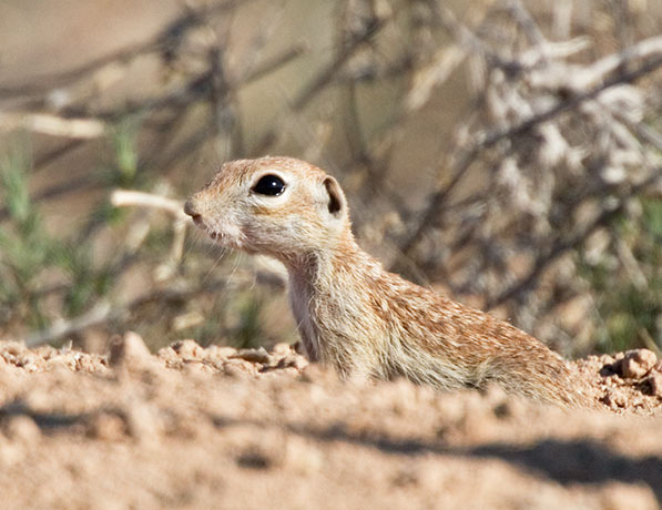 Spotted Ground Squirrel Spermophilus spilosoma
