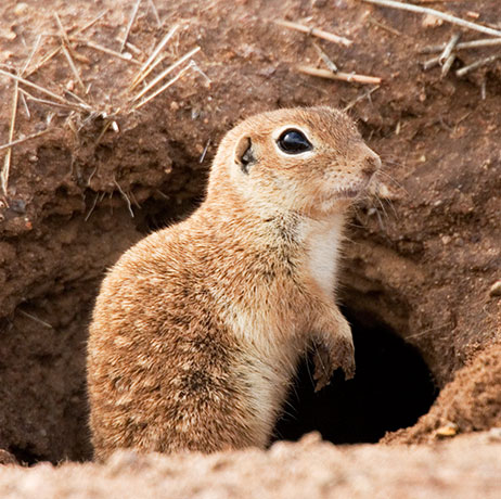Spotted Ground Squirrel Spermophilus spilosoma