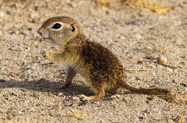 Spotted Ground Squirrel Spermophilus spilosoma