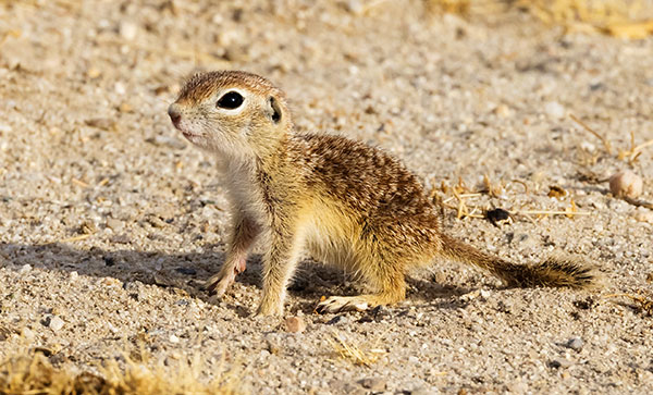 Spotted Ground Squirrel Spermophilus spilosoma