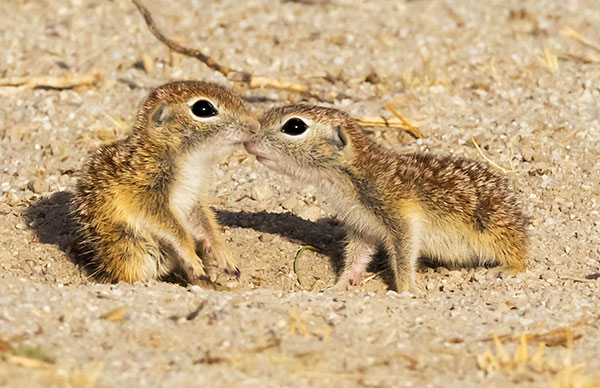 Spotted Ground Squirrel Spermophilus spilosoma