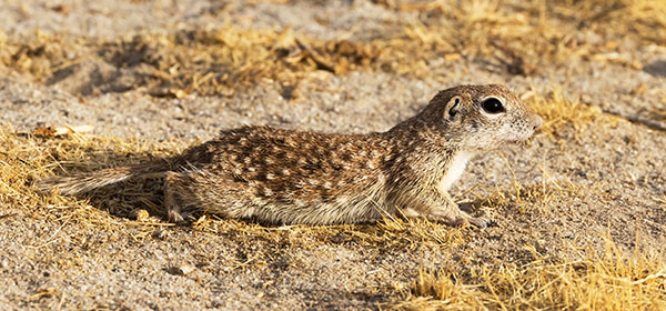 Spotted Ground Squirrel Spermophilus spilosoma