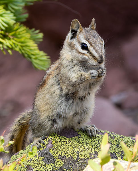 Uinta Chipmunk Neotamias umbrinus 