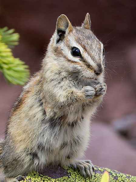 Uinta Chipmunk Neotamias umbrinus 