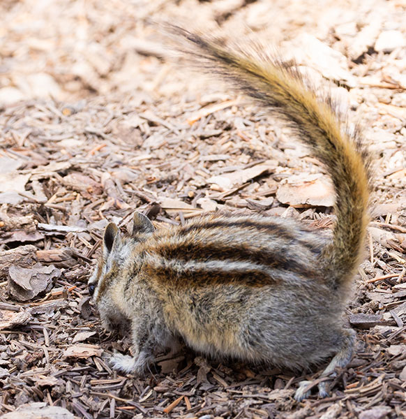 Uinta Chipmunk Neotamias umbrinus 