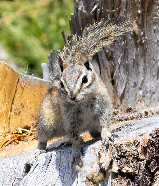 Uinta Chipmunk Neotamias umbrinus 