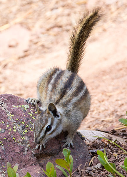 Uinta Chipmunk Neotamias umbrinus 