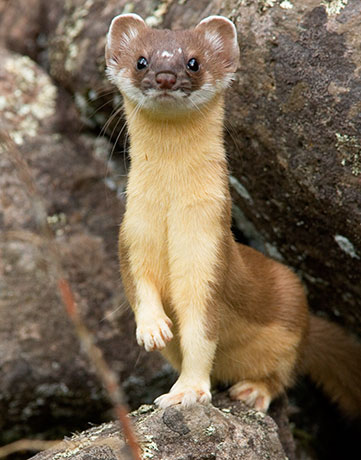 Long-tailed Weasel Mustela frenata