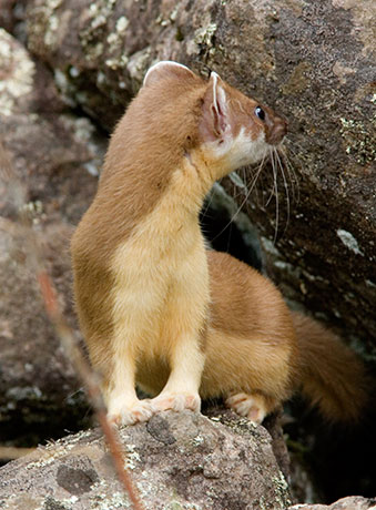 Long-tailed Weasel Mustela frenata