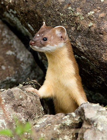Long-tailed Weasel Mustela frenata