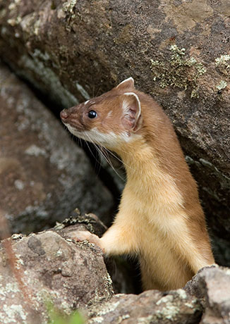 Long-tailed Weasel Mustela frenata