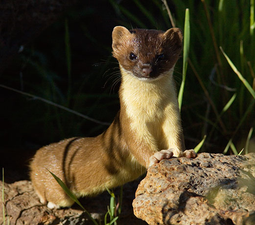 Long-tailed Weasel Mustela frenata