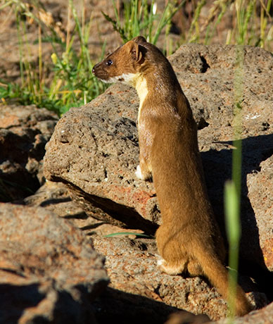 Long-tailed Weasel Mustela frenata
