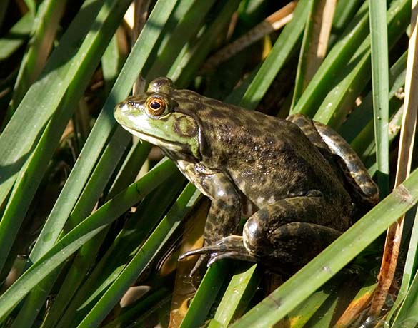 American Bullfrog Rana catesbeiana 