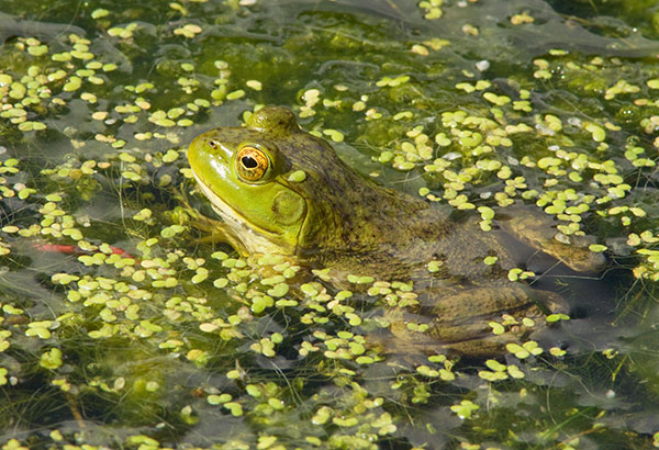 American Bullfrog Rana catesbeiana 