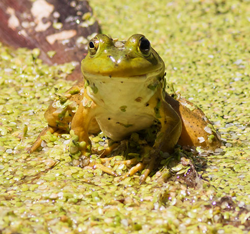 American Bullfrog Rana catesbeiana 