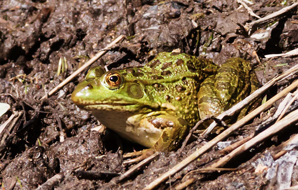 American Bullfrog Rana catesbeiana 