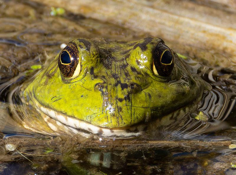 American Bullfrog Rana catesbeiana 