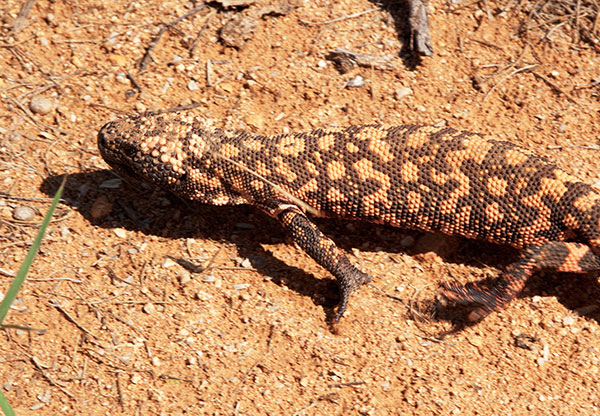 Gila Monster Heloderma suspectum