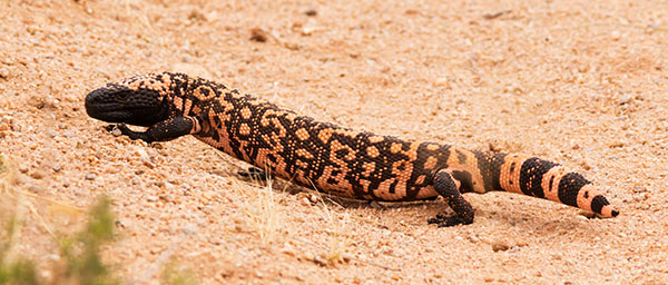 Gila Monster Heloderma suspectum