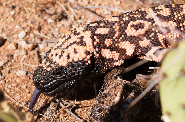 Gila Monster Heloderma suspectum