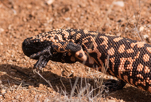 Gila Monster Heloderma suspectum